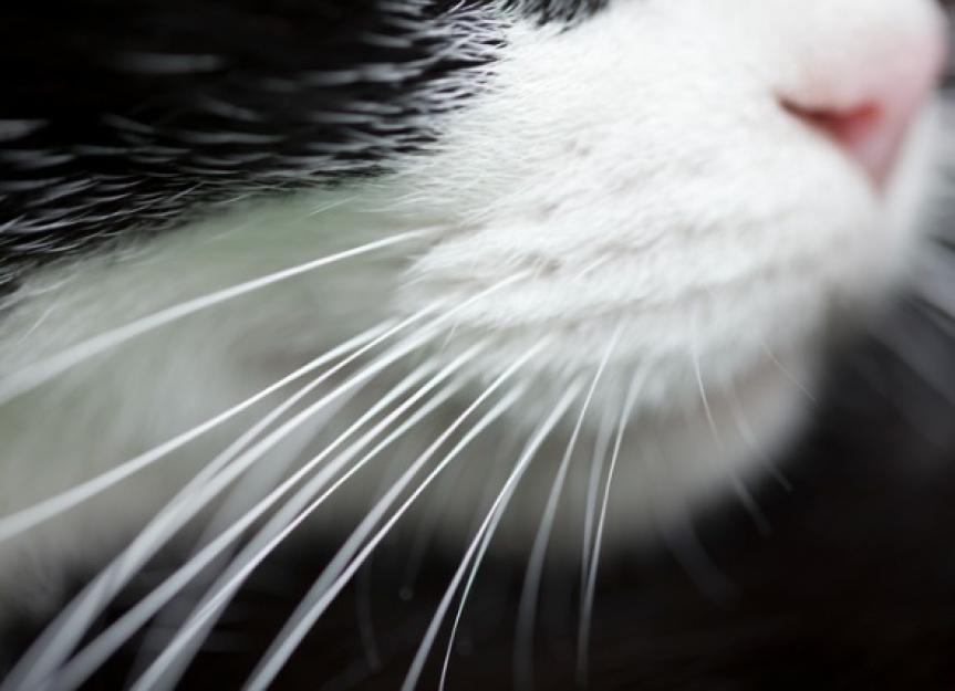 How Often Do Cats Lose Whiskers?