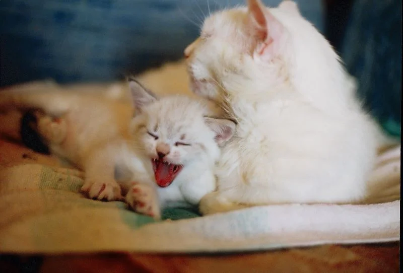 Do Male Cats Eat Kittens? (Why and How to Prevent them) 2 Do Male Cats Eat Kittens?