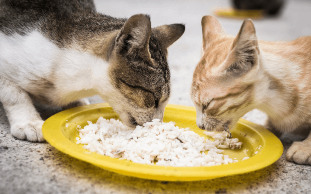 Home Treatment for Cats with Liver Disease