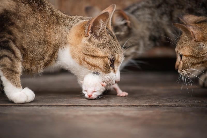 Preventing Mother cats from killing their own Kittens