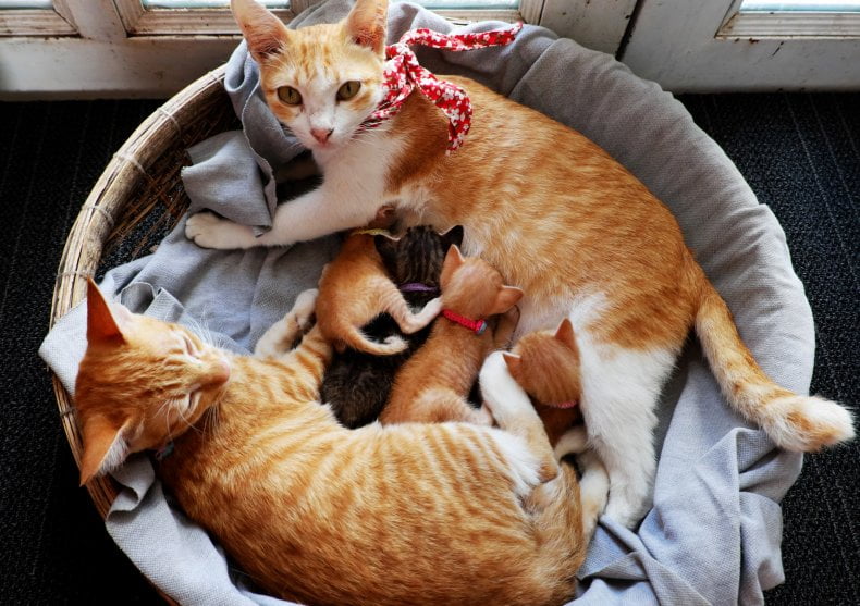 When to Introduce the Father Cat to its Kittens