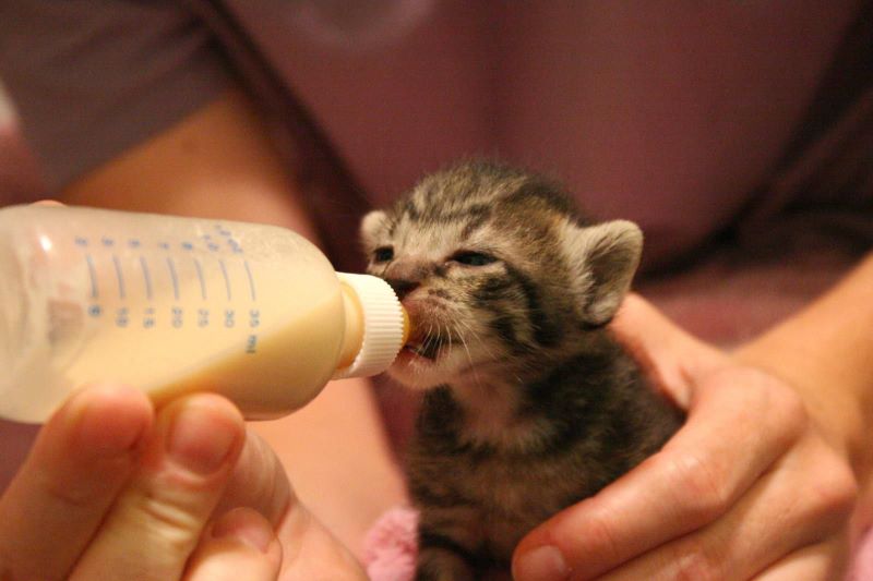 How to Feed Newborn Kittens without the Mother Cat