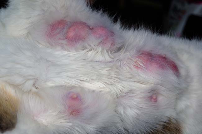 How to Treat Cat Mastitis at Home 