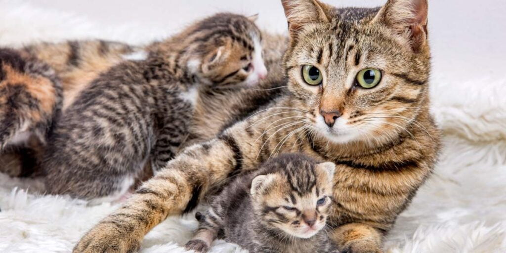 Why does my Cat Kill her Kittens only to get Pregnant Again?