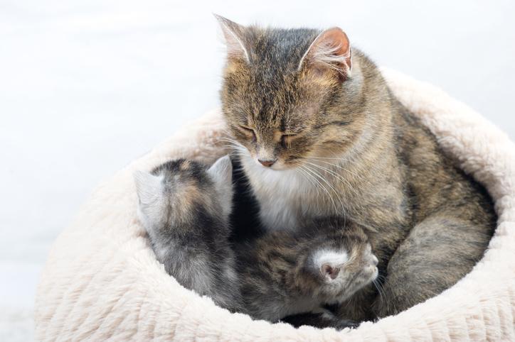 Why is the Mother Cat not Feeding her Kittens?