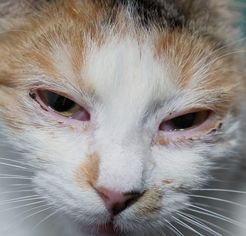 Is Cat Eye Infection Contagious to Humans?