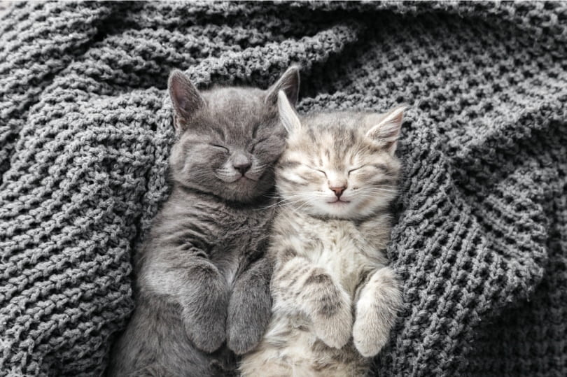 How Long do Kittens Sleep?