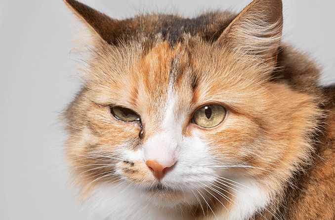 Is Cat Eye Infection Contagious to Humans?