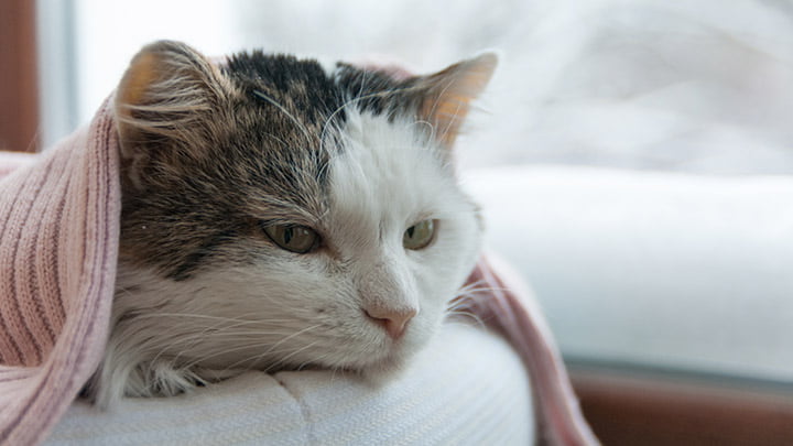 Is Cat Flu Contagious to Humans?