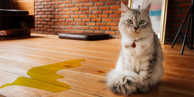 Dark Yellow Urine in Cats: Causes, Symptoms, and Treatment