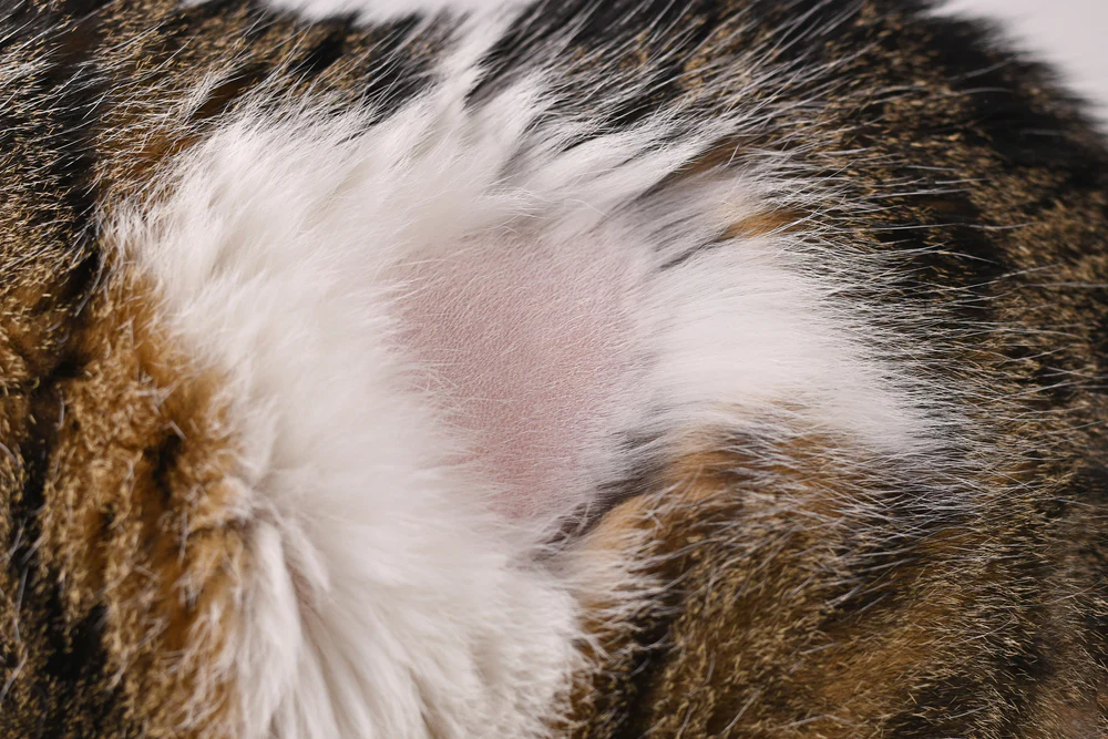How to Stop a Cat from Licking its Fur off?