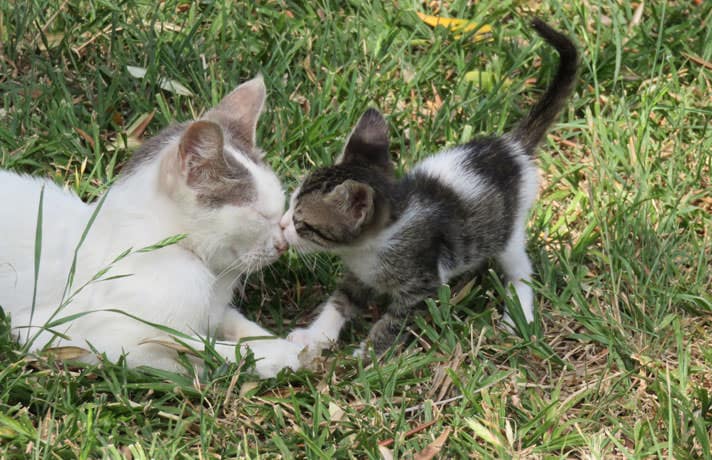 Why Do Mother Cats Attack Their Kittens?