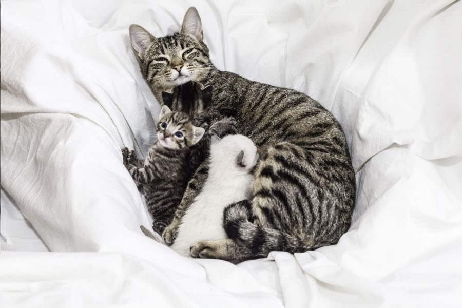 Mother Cats Sitting on their Kittens: What you need to Know