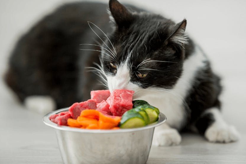 Tips for making homemade food for sick cats
