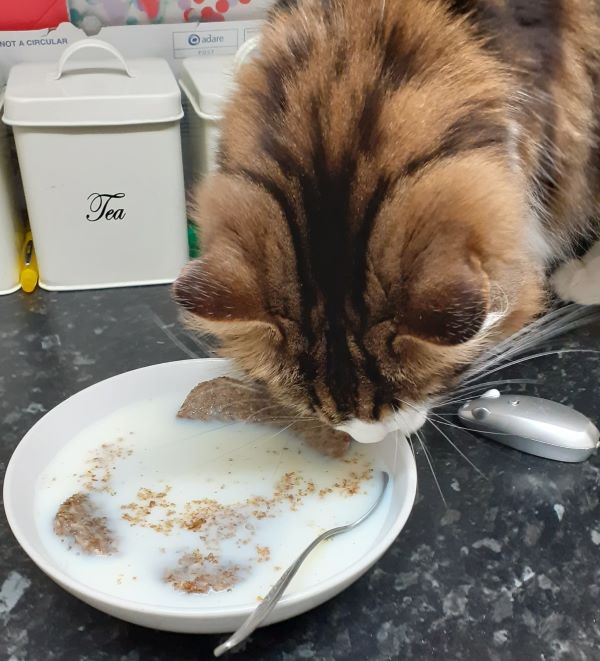Can Cats eat Weetabix? (Possible Dangers)