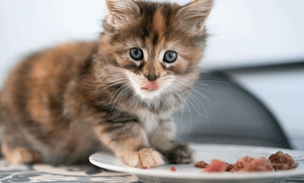 Homemade Food for 2-Month-Old Kittens
