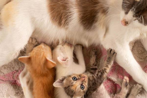 Kittens drinking milk from Mama Cat