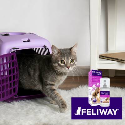 Are Feliway Products Safe for Humans?