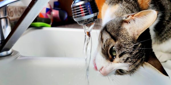 Best Non-Electric Water Fountains for Cats