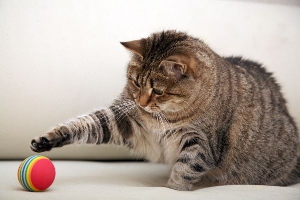Best Chew Toys for Cats with Pica