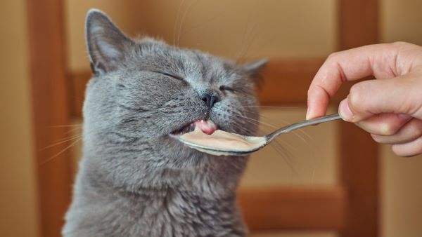 Best Liquid Foods for Cats with Bad Teeth