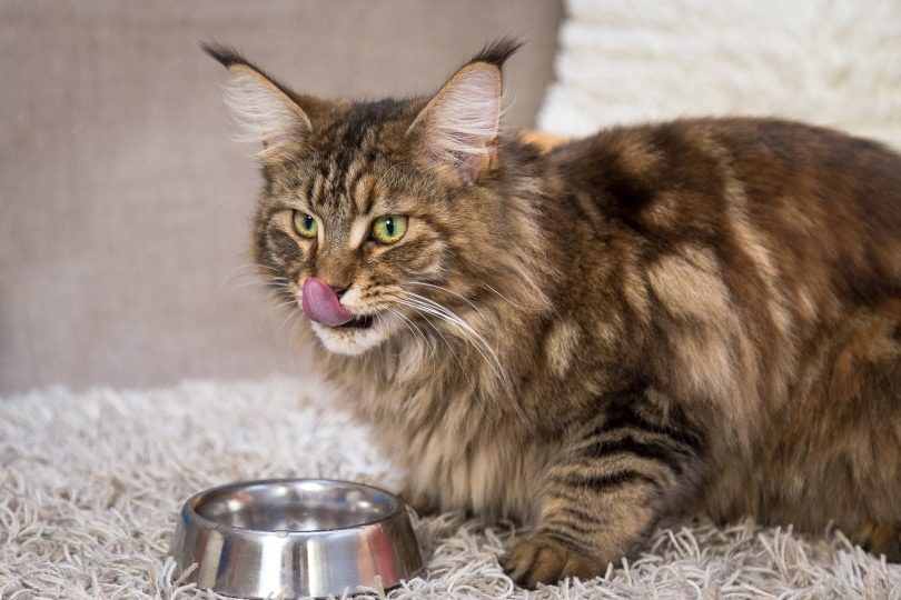 What Do Maine Coon Cats Eat?