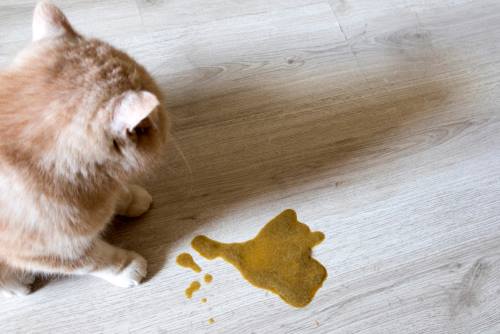 Best Homemade Foods for Cats with IBD