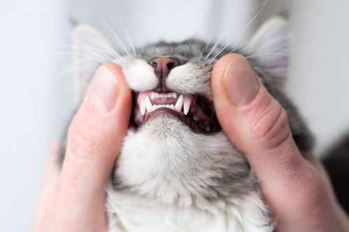 Cat Tooth Extraction Aftercare: Ensuring a Smooth Recovery