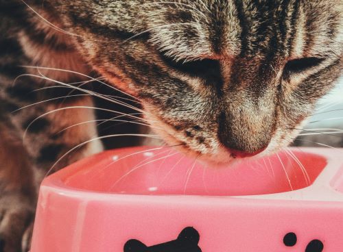 5 Homemade Cat Food For Urinary Problems