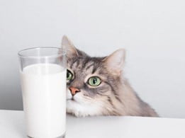 Can Cats Drink Lactaid? - Comprehensive Guide