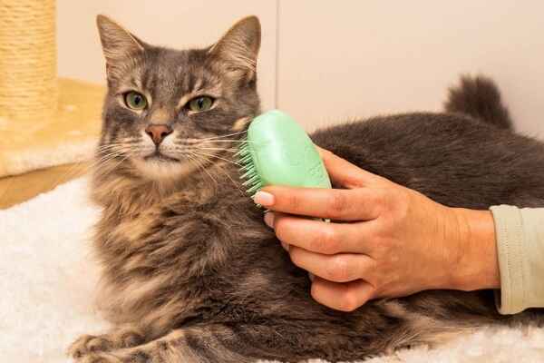 how to make my cat smell better without a bath