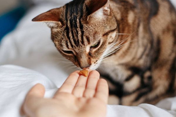 taurine for cats benefits