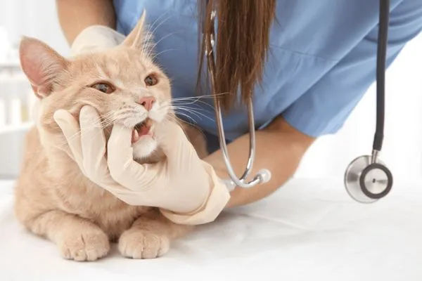 what to feed a cat with gum disease