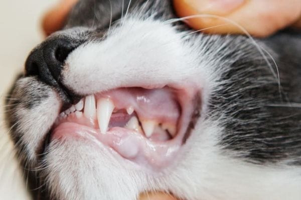 how to treat cat dental disease at home