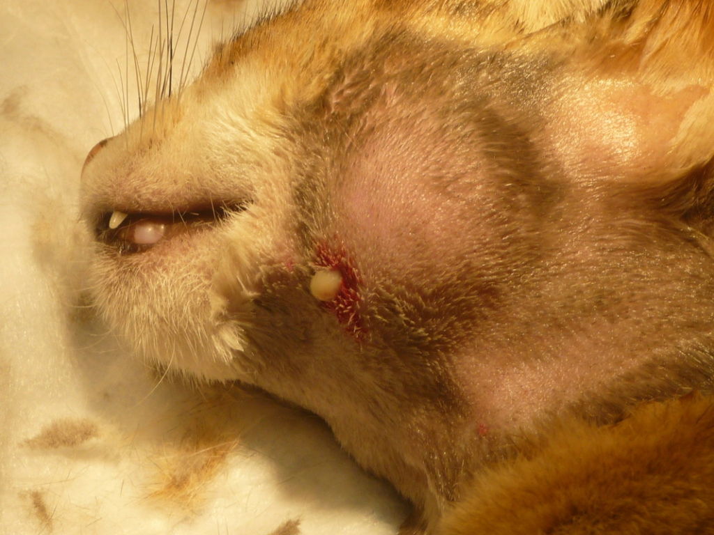 Swollen Cat Abscess