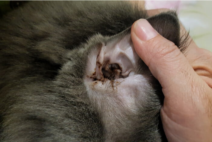 Excessive Ear Wax in Cats due to Ear infection