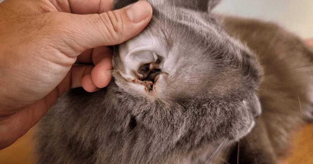 excessive-ear-wax-in-cats-what-you-need-to-know