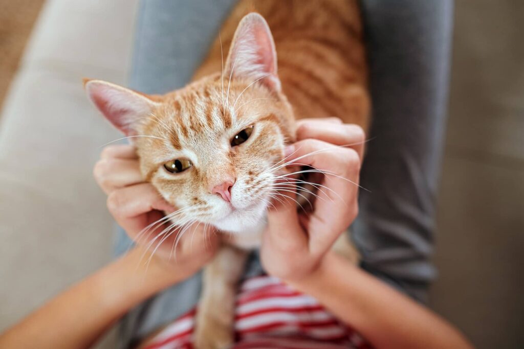 Clean kittens without giving them a bath