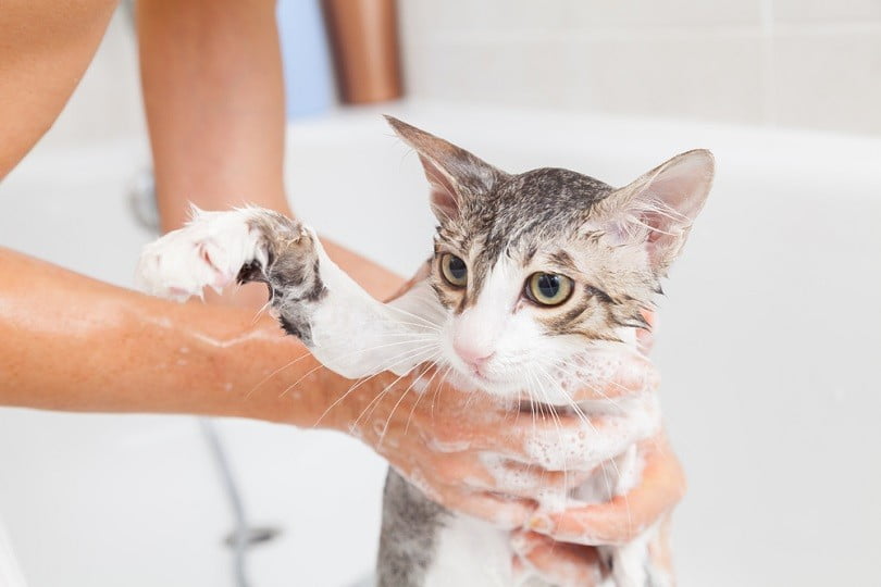 Clean kittens without giving them a bath