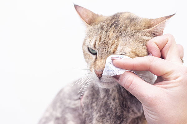 Clean kittens without giving them a bath