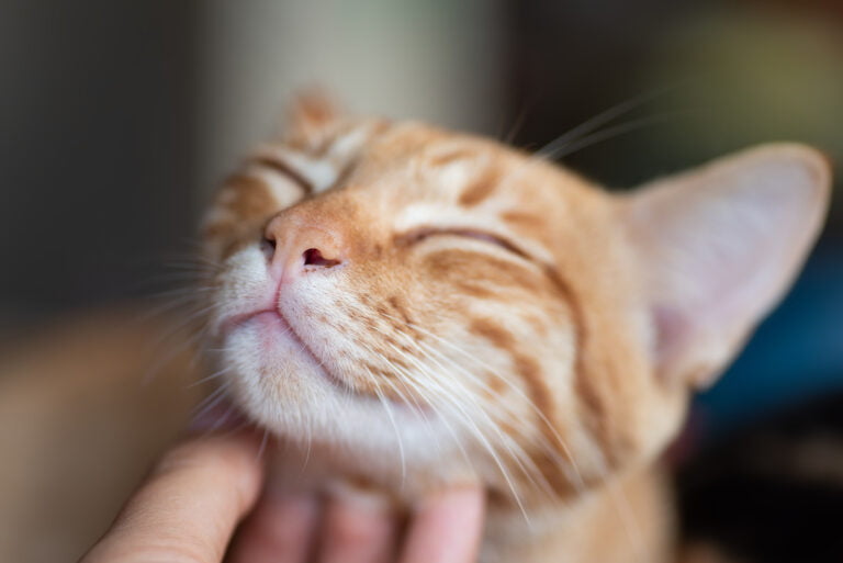 Clean kittens without giving them a bath