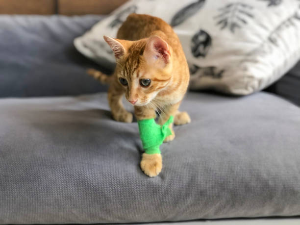 Cat with bandage covering stitches