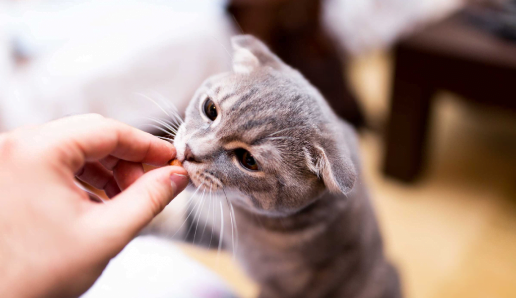 How to Clean Your Cat's Face