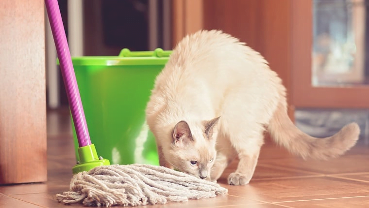 How to Clean Cat Pee With Vinegar in 5 Easy Steps 2 Clean Cat Pee With Vinegar