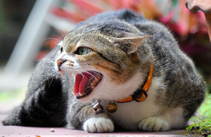 6 Reasons Why Your Cat is Suddenly Aggressive