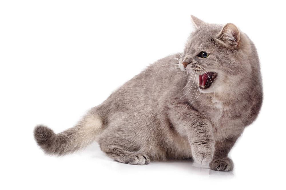 6 Reasons Why Your Cat is Suddenly Aggressive