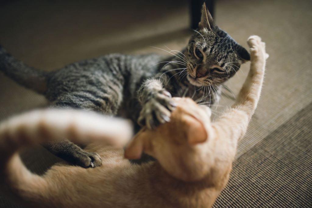 6 Reasons Why Your Cat is Suddenly Aggressive