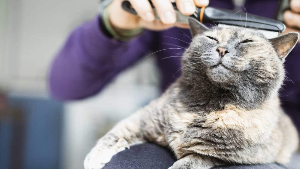 How to Clean Your Cat's Face