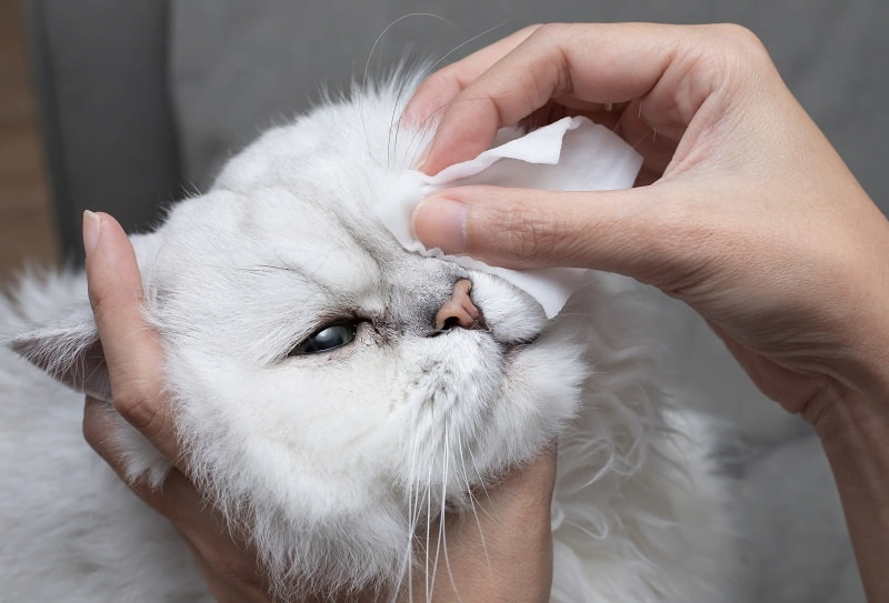 How to Clean Your Cat's Face