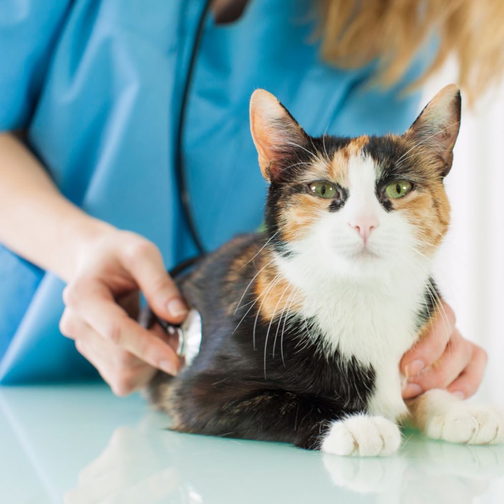 What Diseases Can Cats Transmit to Humans